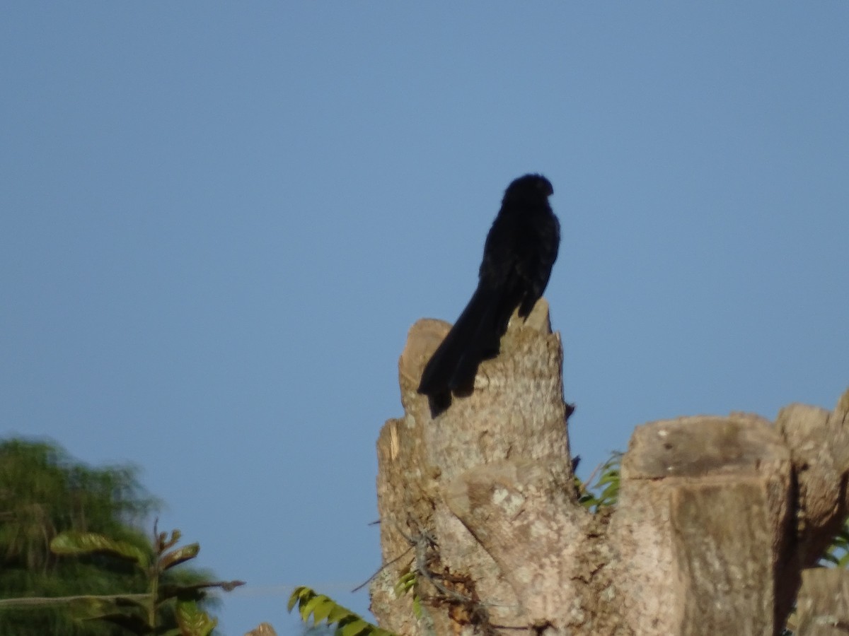 Smooth-billed Ani - ML620745582