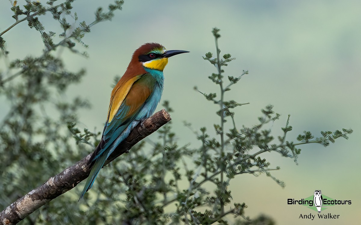 European Bee-eater - ML620745583