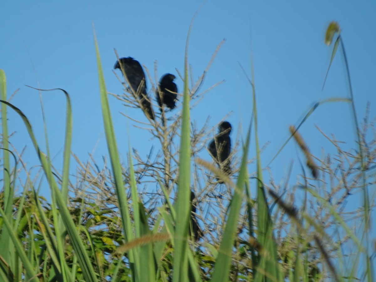 Smooth-billed Ani - ML620745584