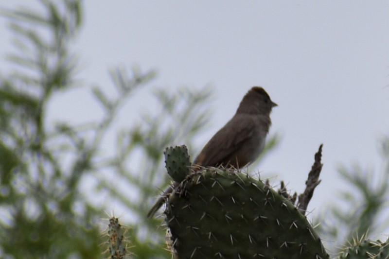 Canyon Towhee - ML620745585