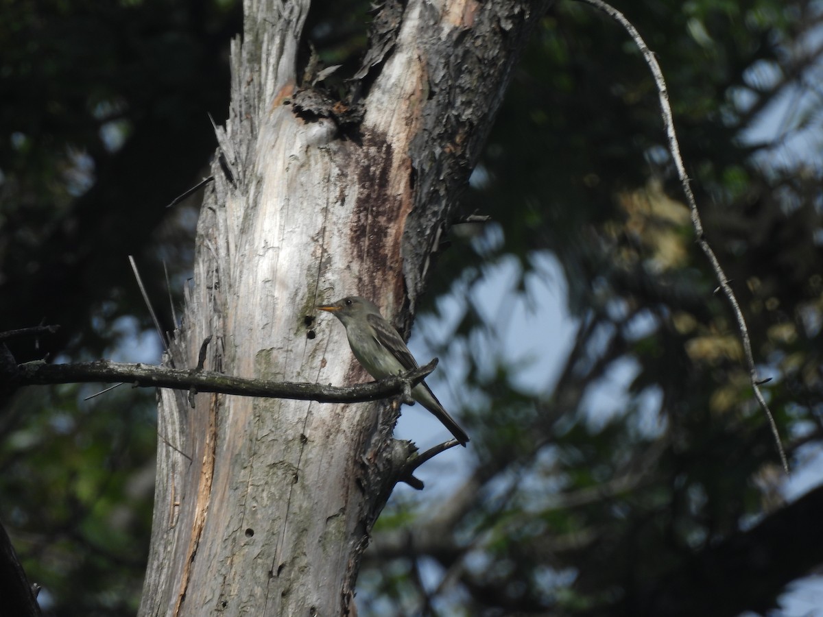 Eastern Wood-Pewee - ML620745589