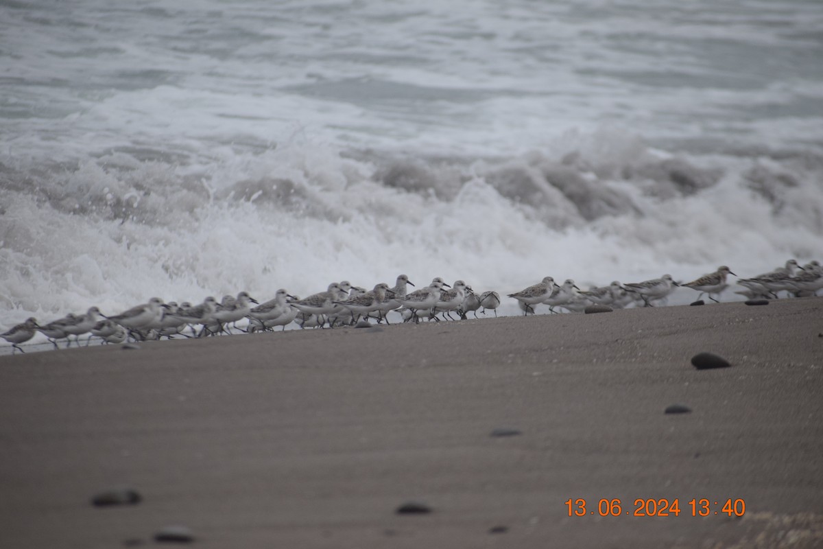 Bécasseau sanderling - ML620745596