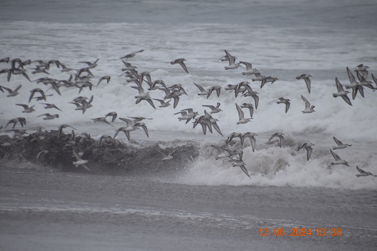 Bécasseau sanderling - ML620745597