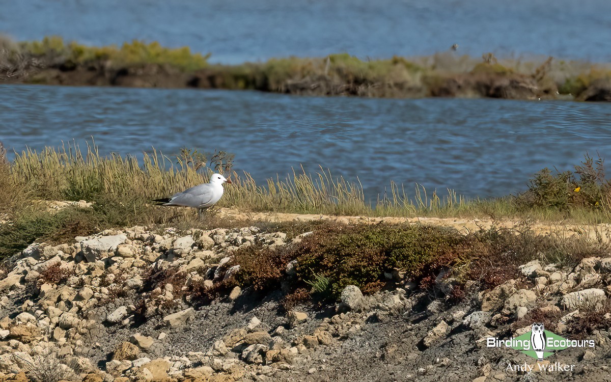 Audouin's Gull - ML620745598