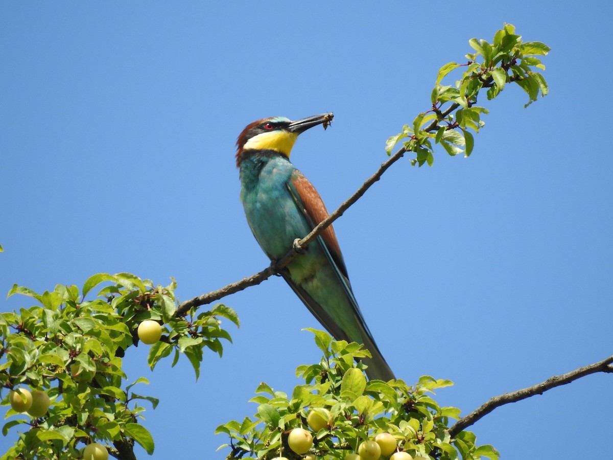 European Bee-eater - ML620745599