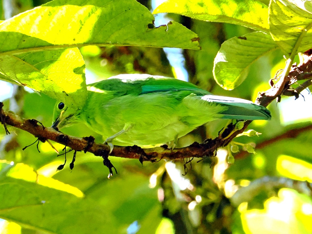 Greater Green Leafbird - Sue Chew Yap