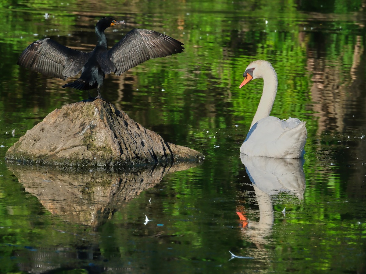 Mute Swan - ML620745602