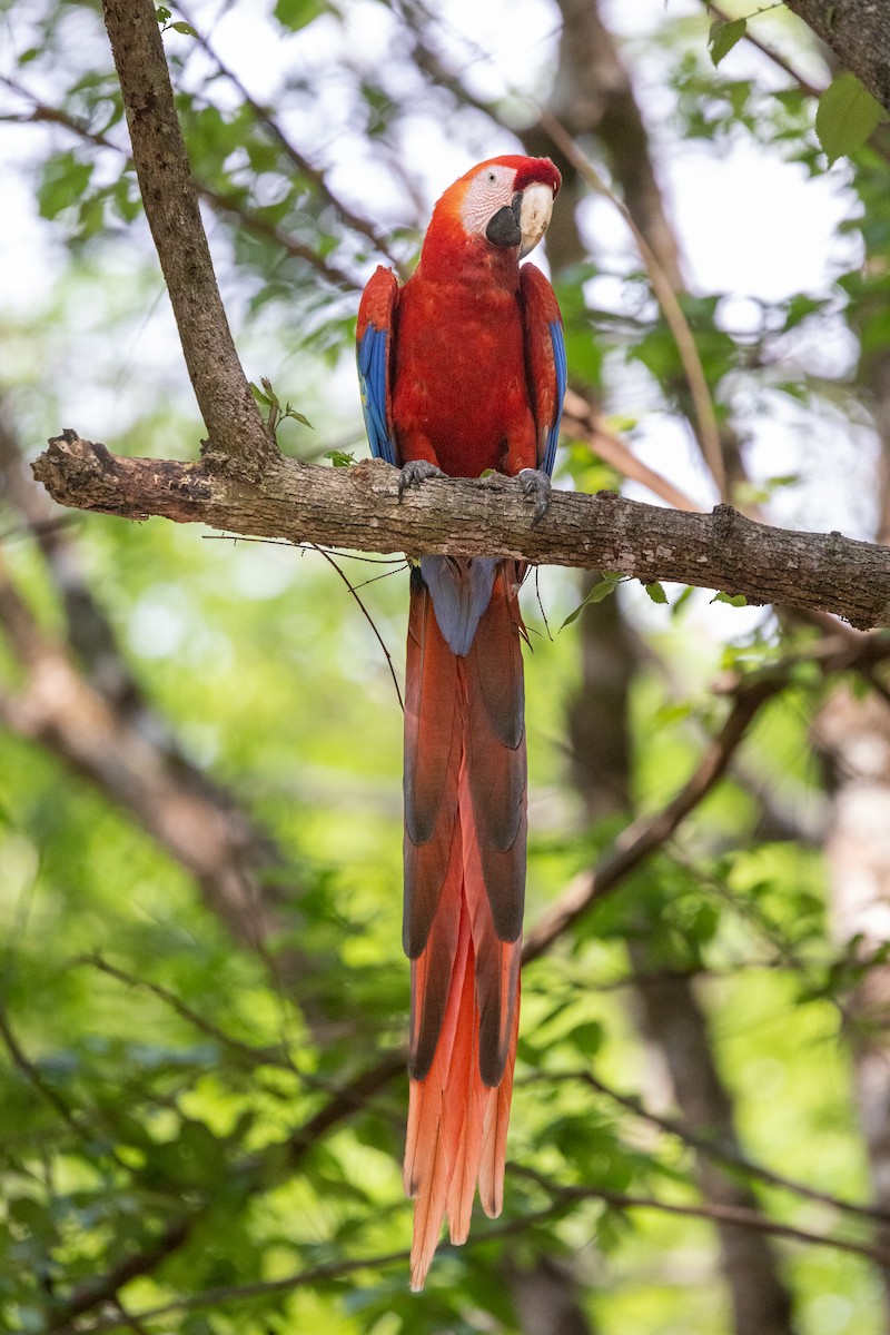 Scarlet Macaw - ML620745603