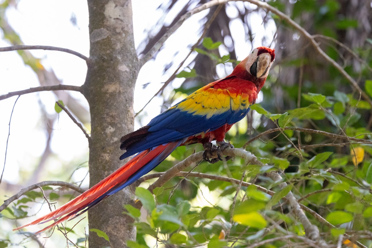 Scarlet Macaw - ML620745604