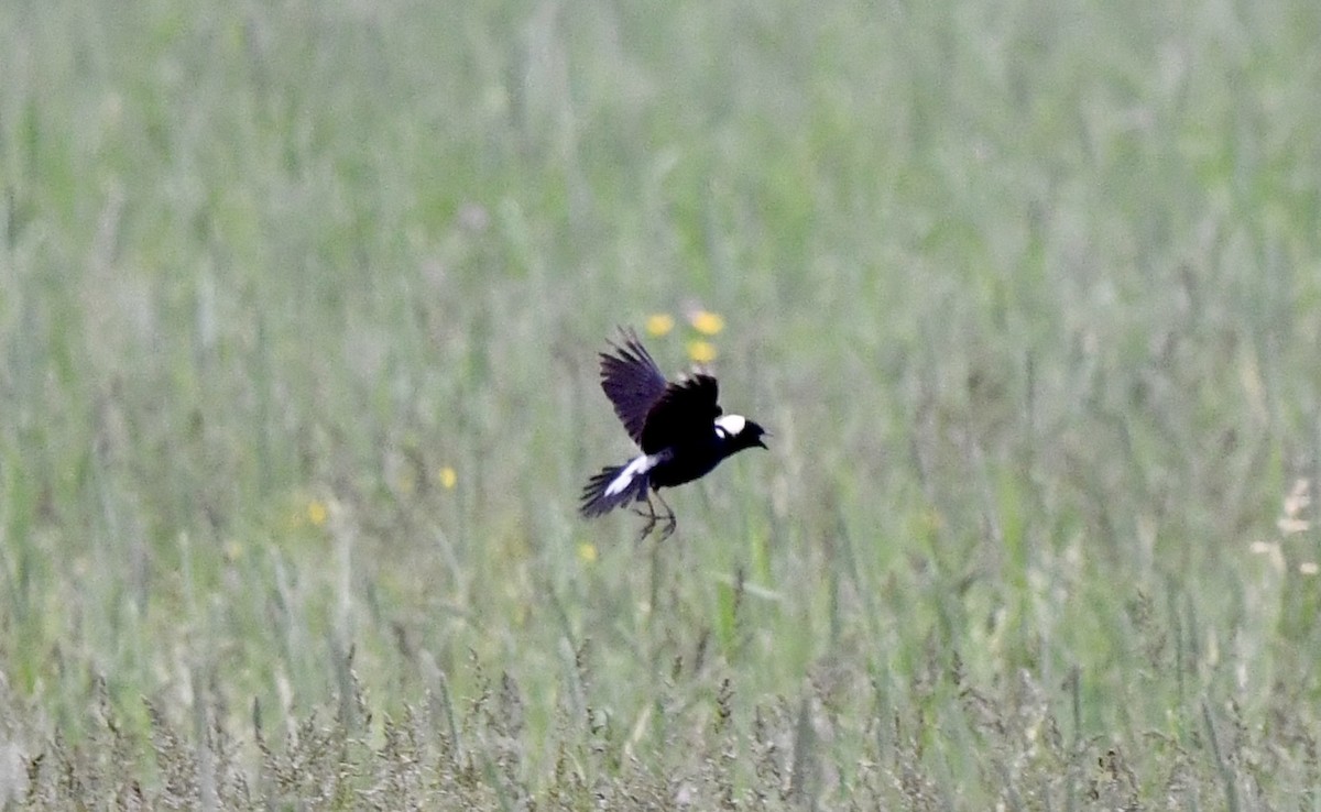 Bobolink - ML620745605