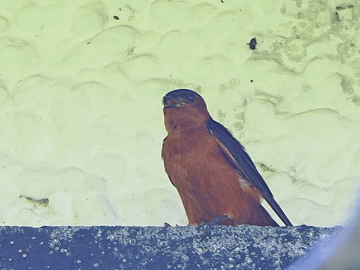 Rufous-bellied Swallow - ML620745618