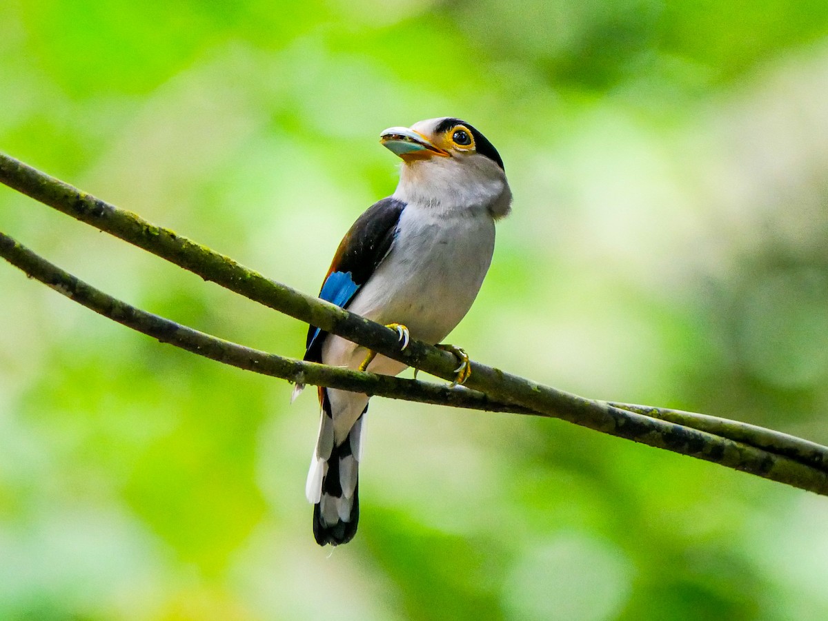 Silver-breasted Broadbill - ML620745621