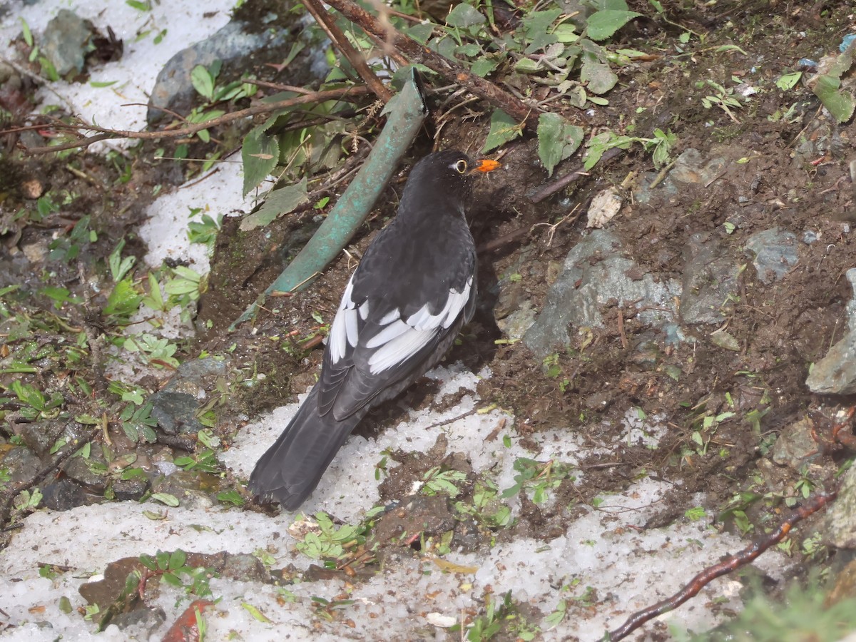 Gray-winged Blackbird - Arup Ghosh