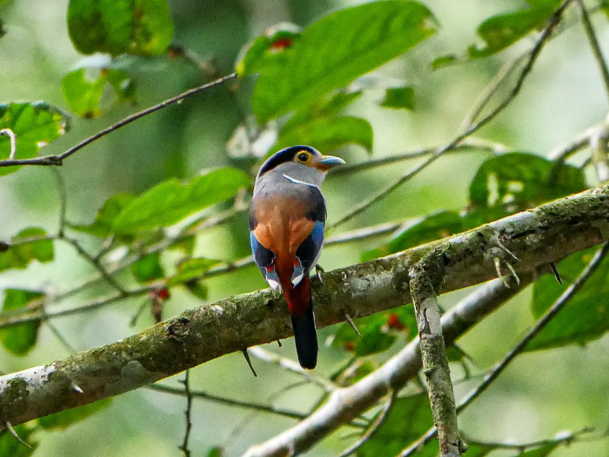 Silver-breasted Broadbill - ML620745632