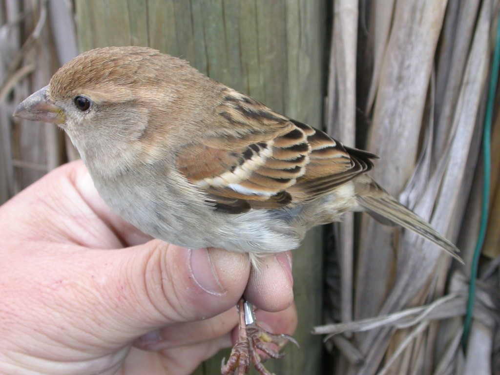 Spanish Sparrow - ML620745633