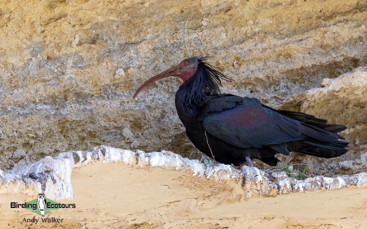 Northern Bald Ibis - Andy Walker - Birding Ecotours