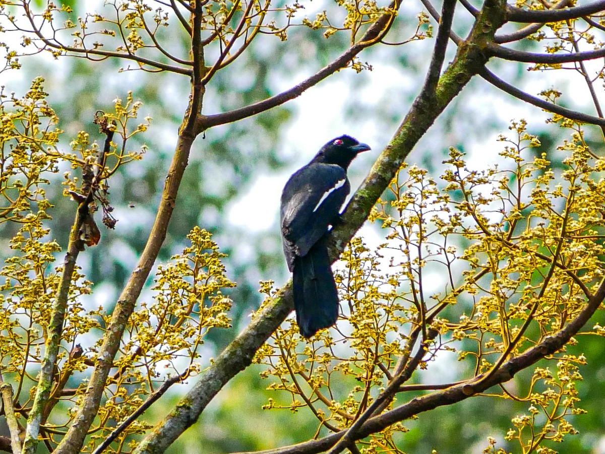 Black Magpie - ML620745647