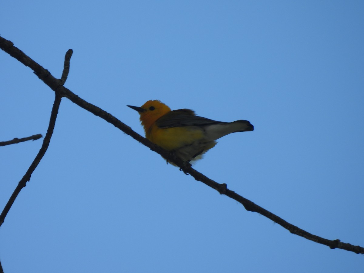 Prothonotary Warbler - ML620745650