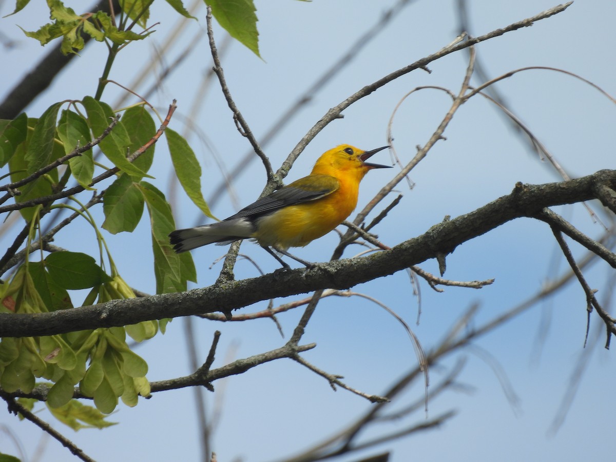 Prothonotary Warbler - ML620745651