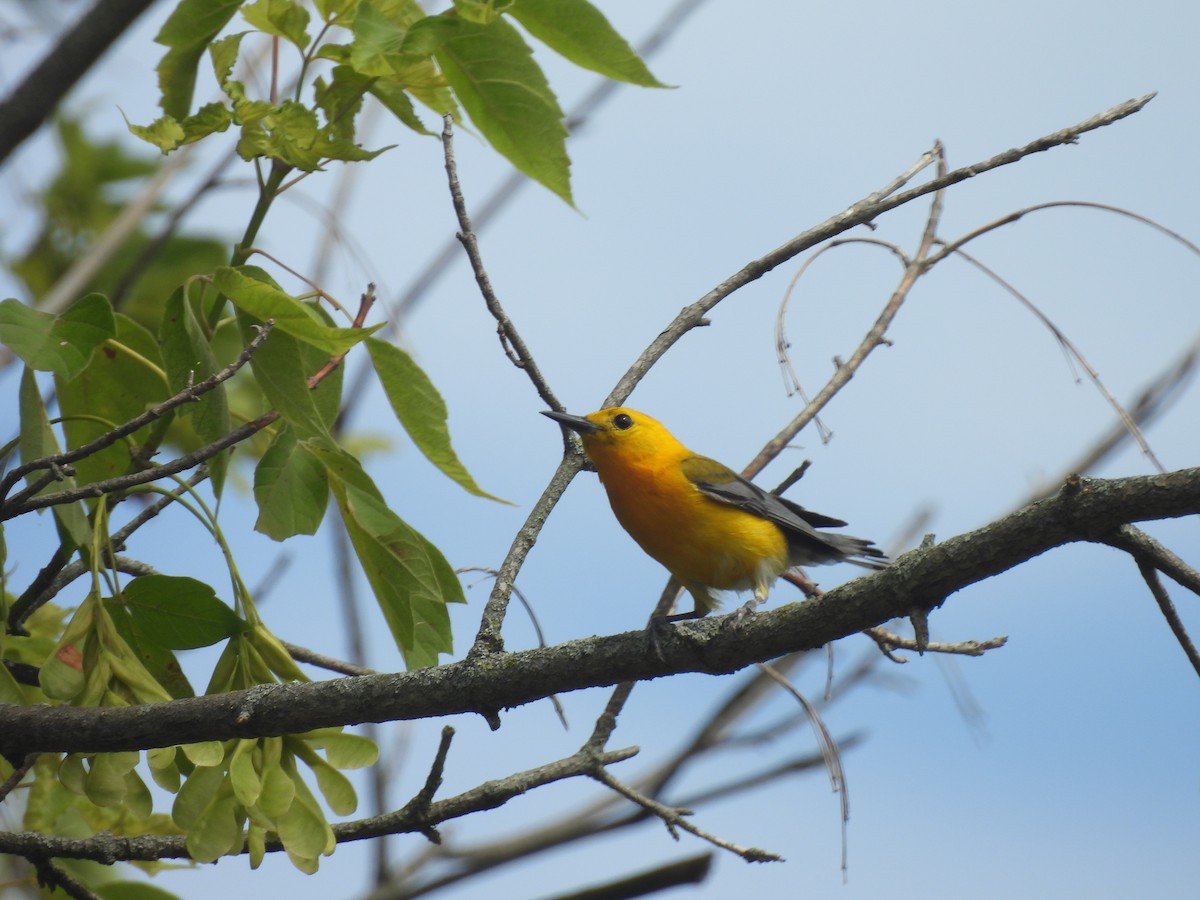 Prothonotary Warbler - ML620745652