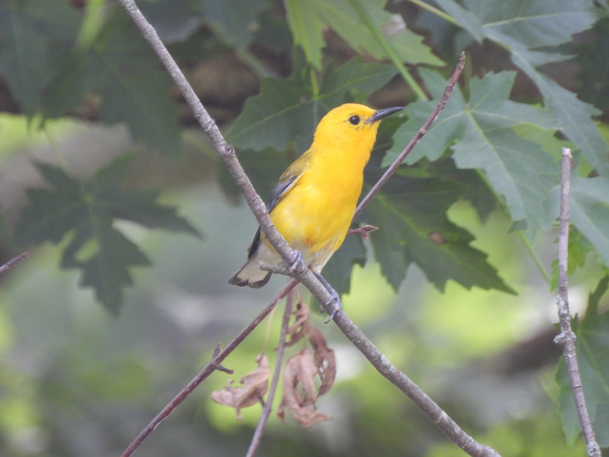 Prothonotary Warbler - Kevork Bardak