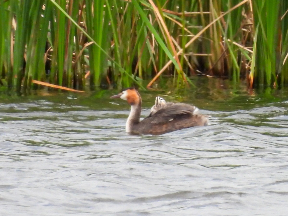 Great Crested Grebe - ML620745655