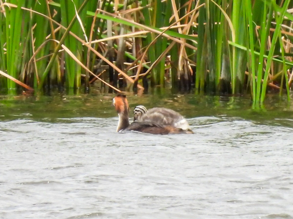 Great Crested Grebe - ML620745657