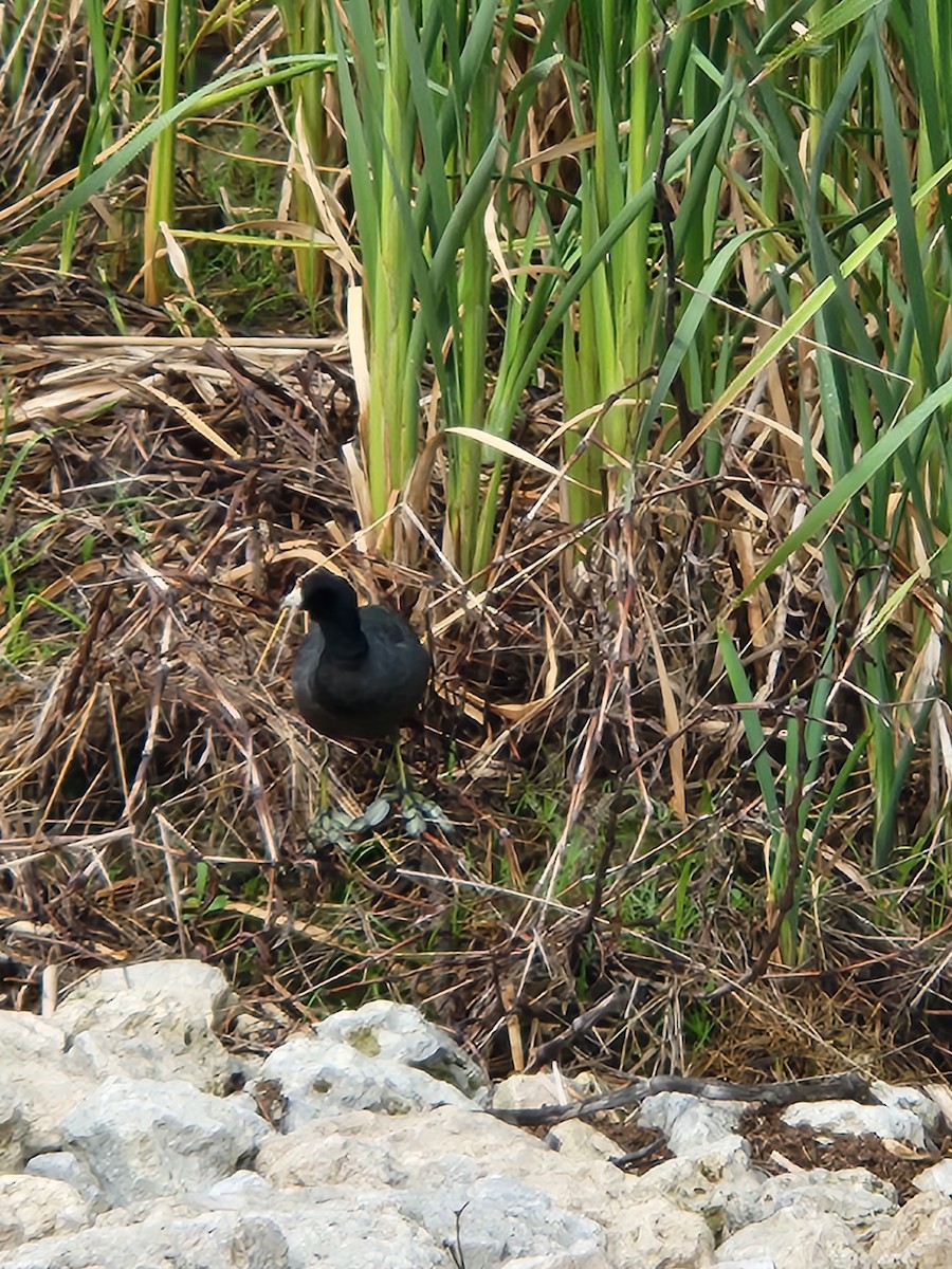 American Coot - ML620745661