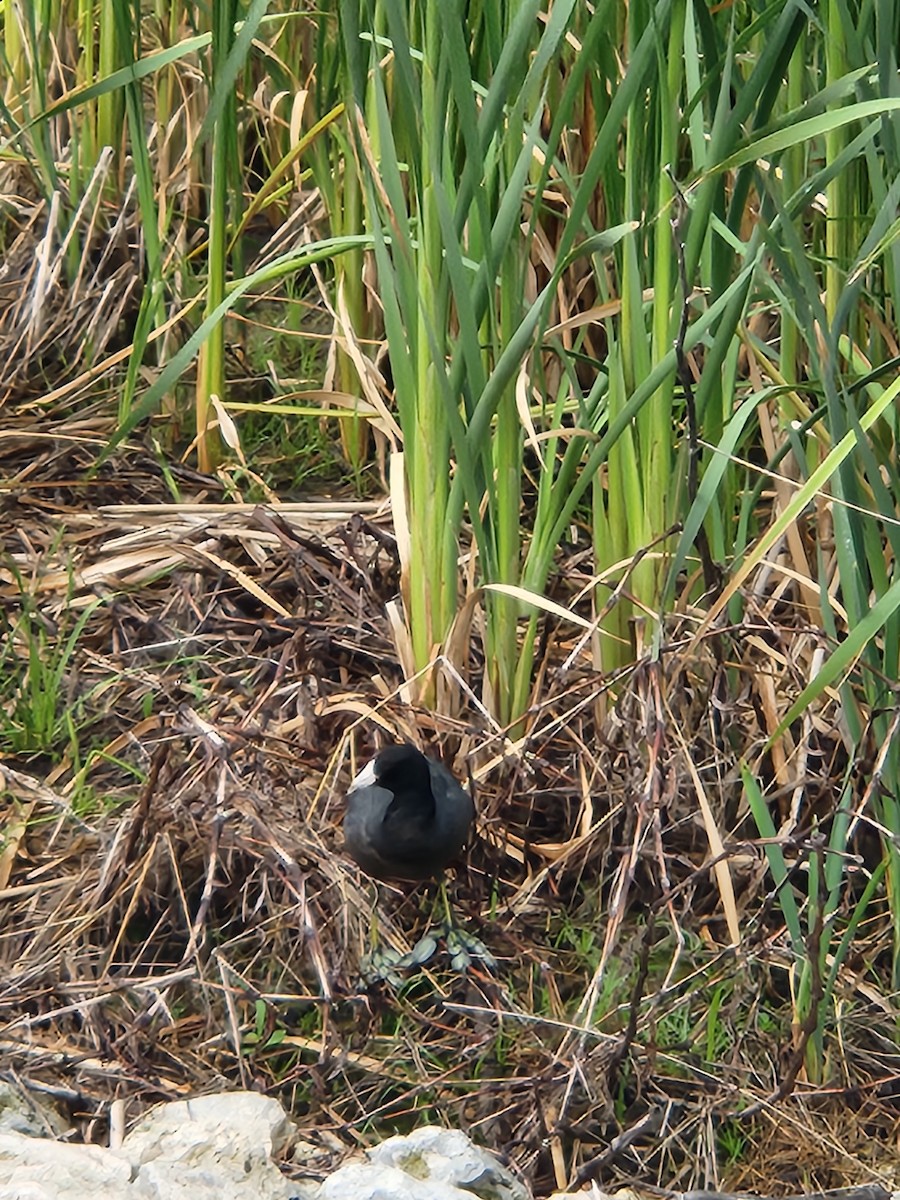 American Coot - ML620745662