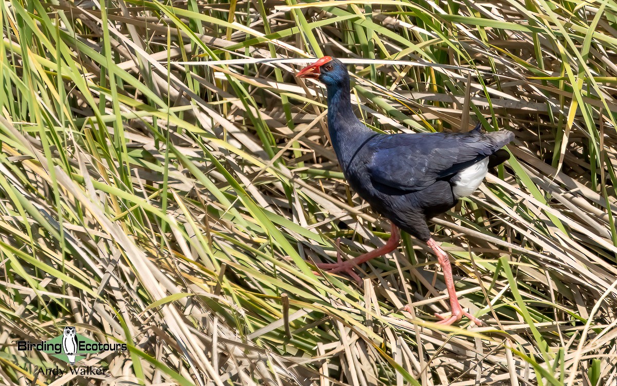 Western Swamphen - ML620745665