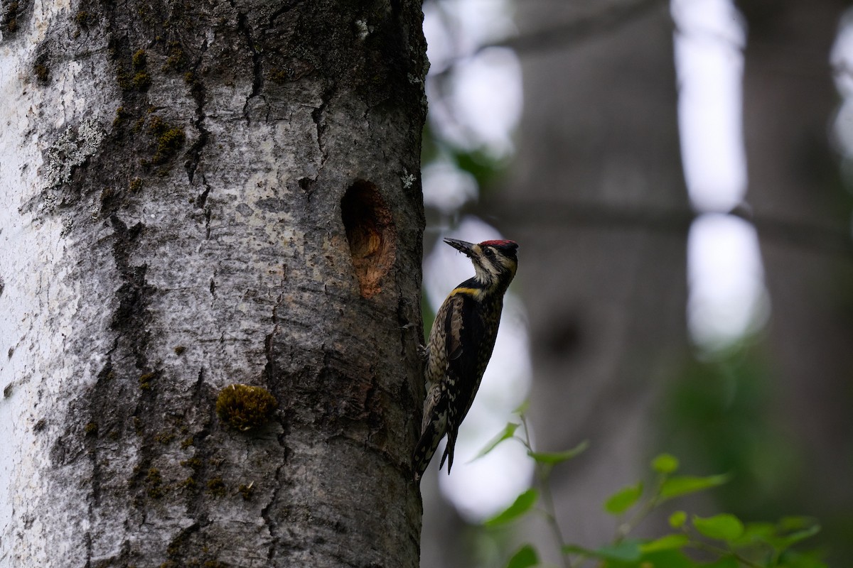 Yellow-bellied Sapsucker - ML620745666