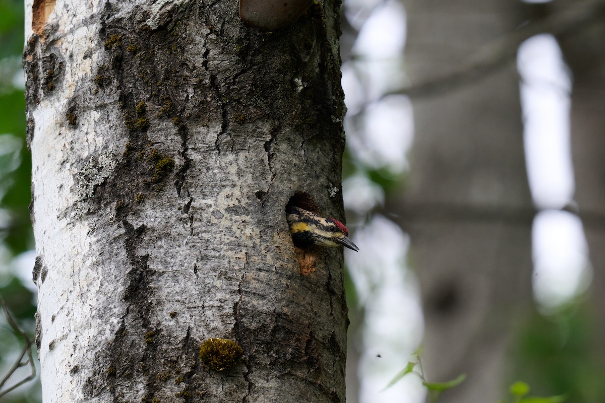 Yellow-bellied Sapsucker - ML620745668