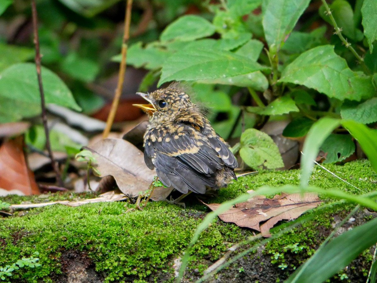 Pale Blue Flycatcher - ML620745669