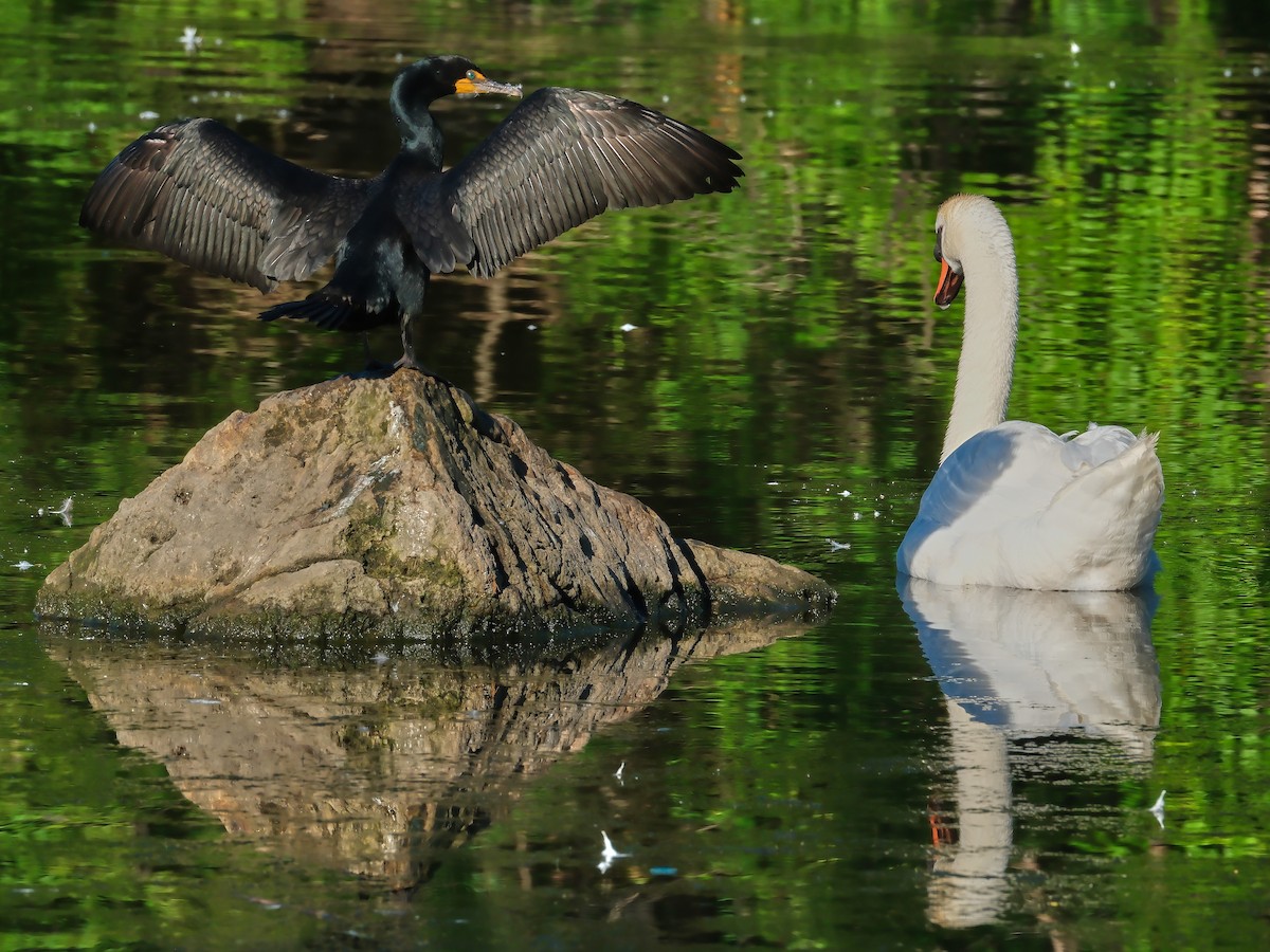 Double-crested Cormorant - ML620745672