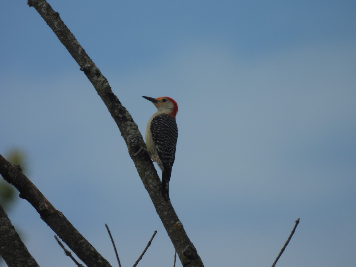 Red-bellied Woodpecker - ML620745673