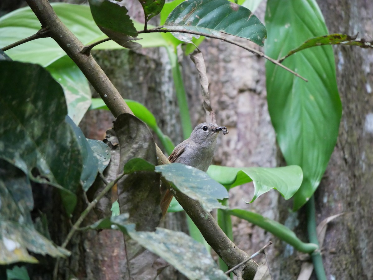 Pale Blue Flycatcher - ML620745674