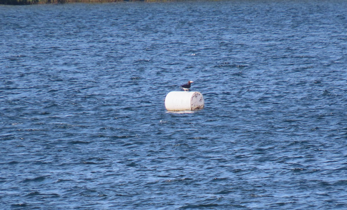 Brown Booby - ML620745678