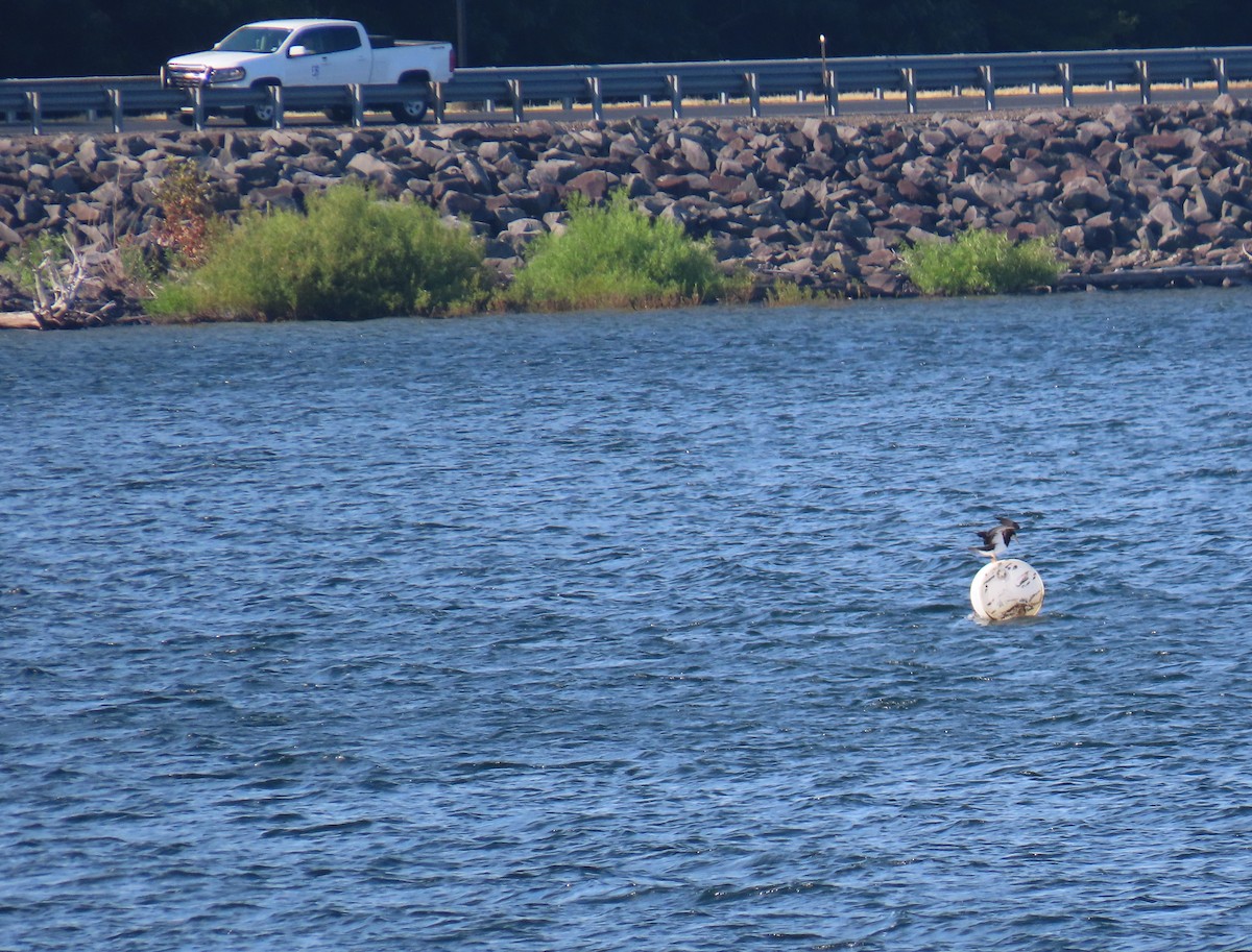 Brown Booby - ML620745680