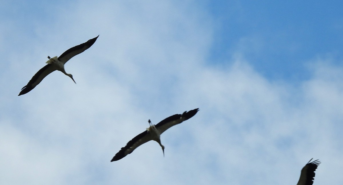 White Stork - ML620745685