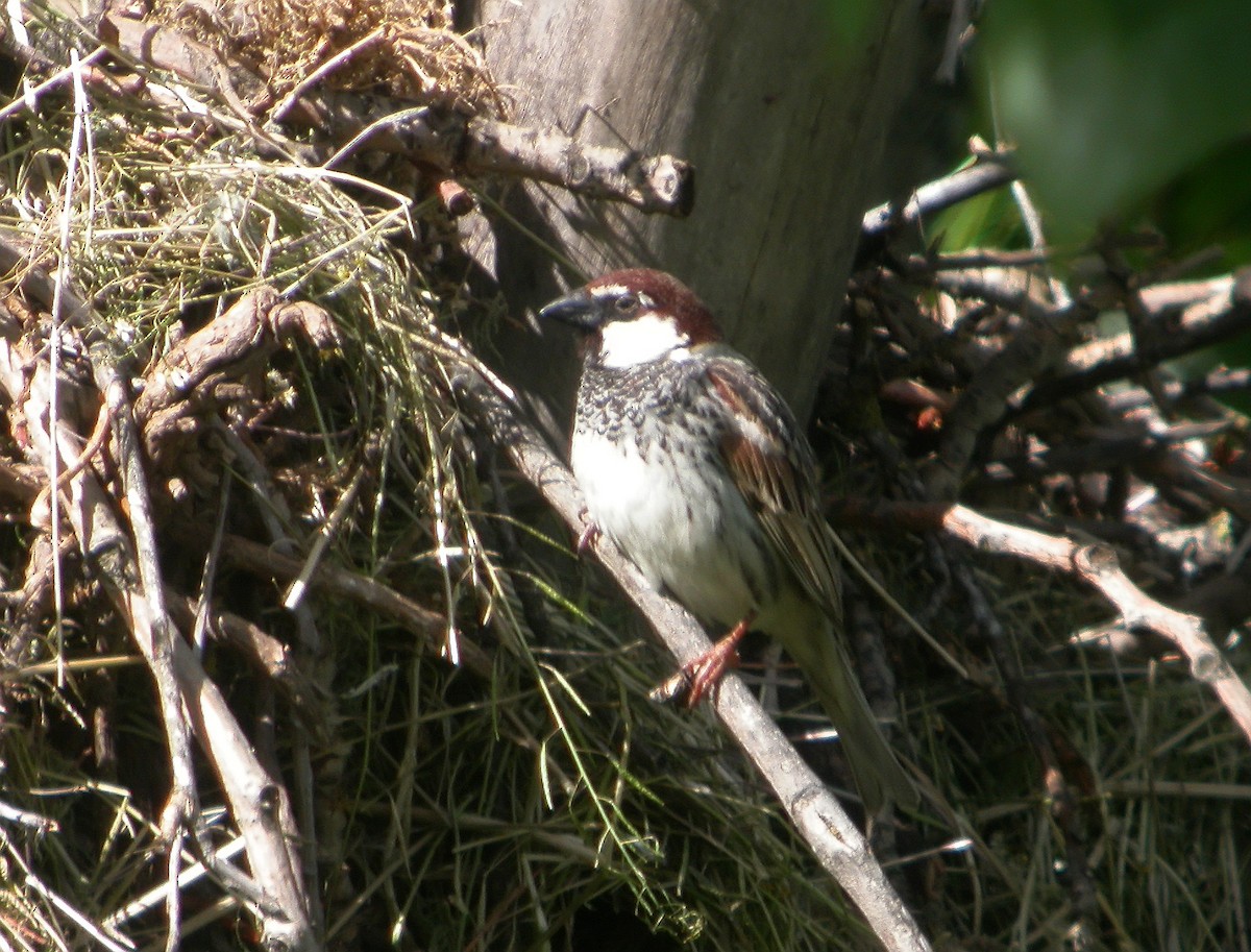 Eurasian Tree Sparrow - ML620745704