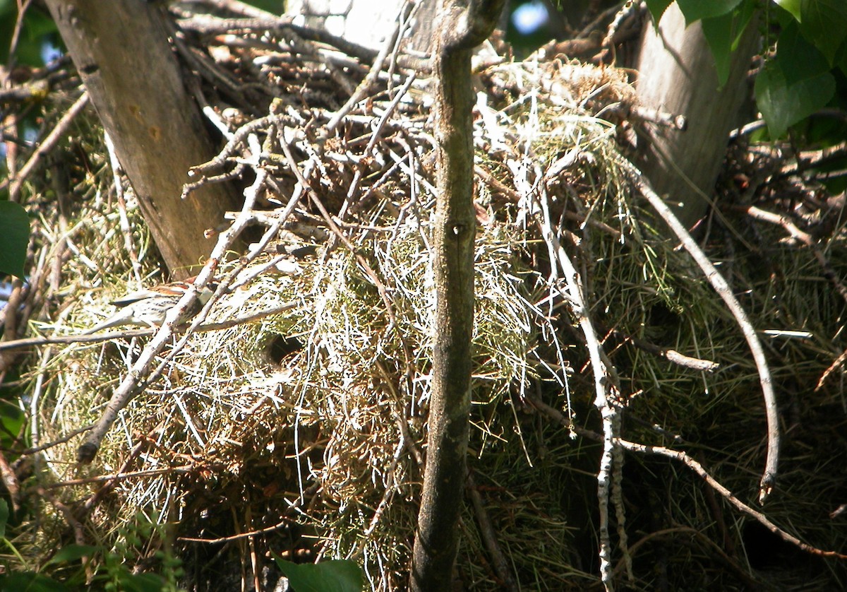 Eurasian Tree Sparrow - ML620745705