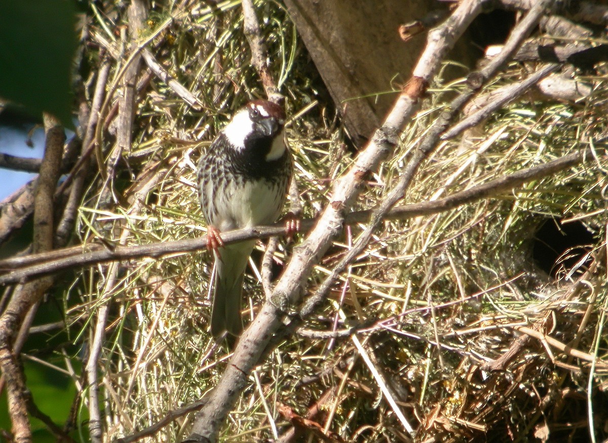 Eurasian Tree Sparrow - ML620745706