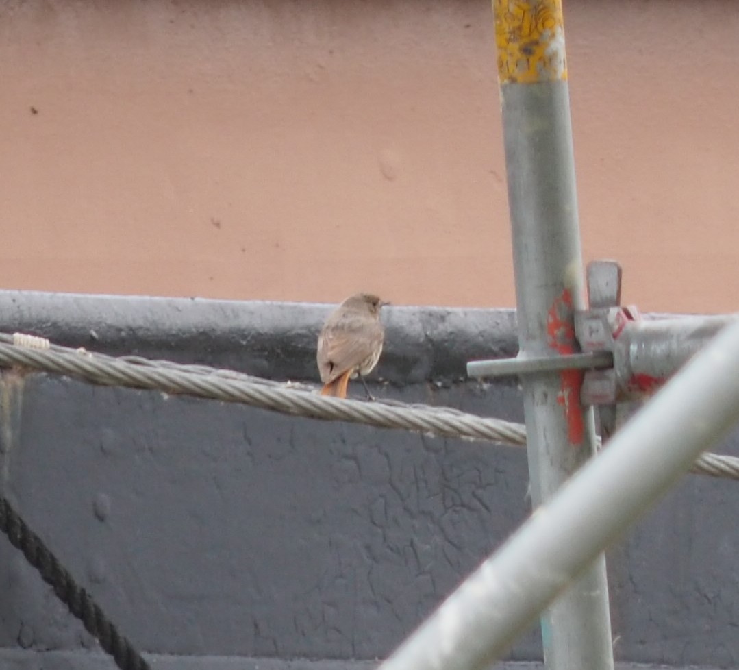 rehek domácí - ML620745708