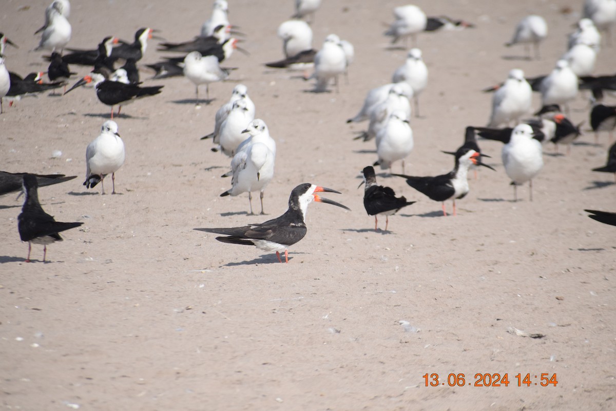 Black Skimmer - ML620745764