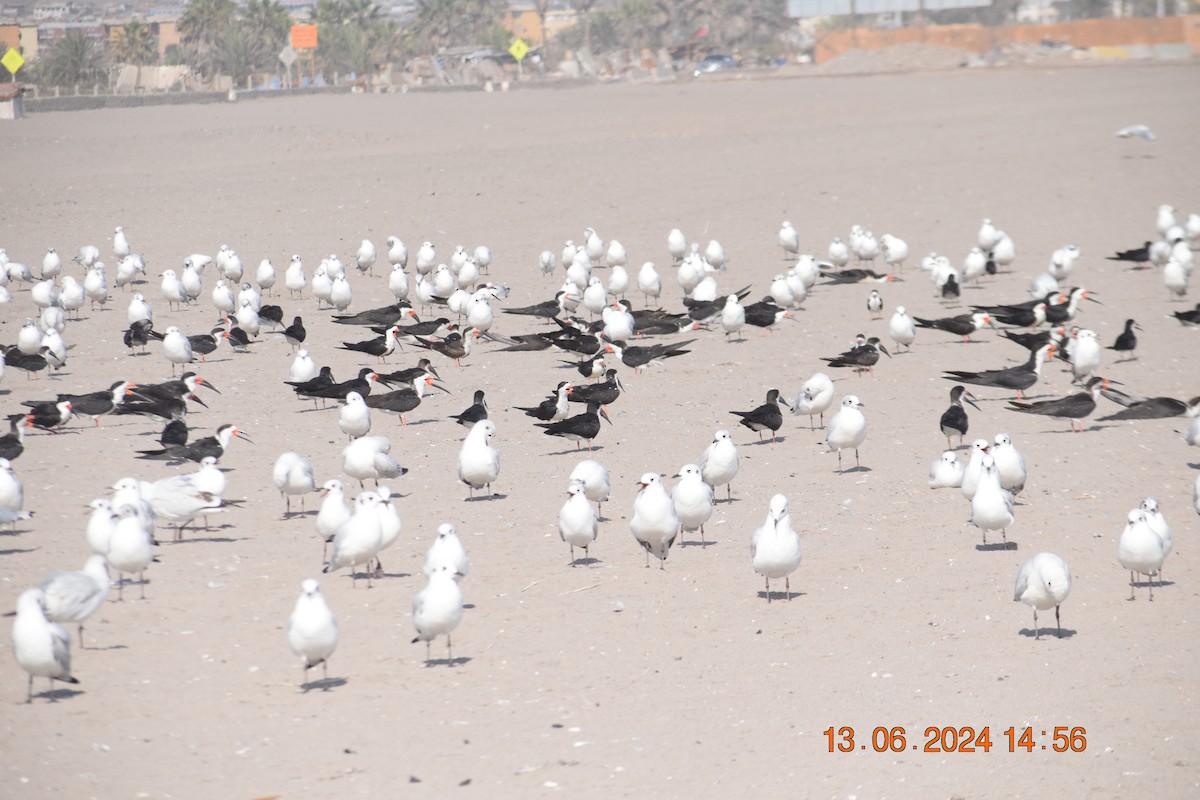 Black Skimmer - ML620745766