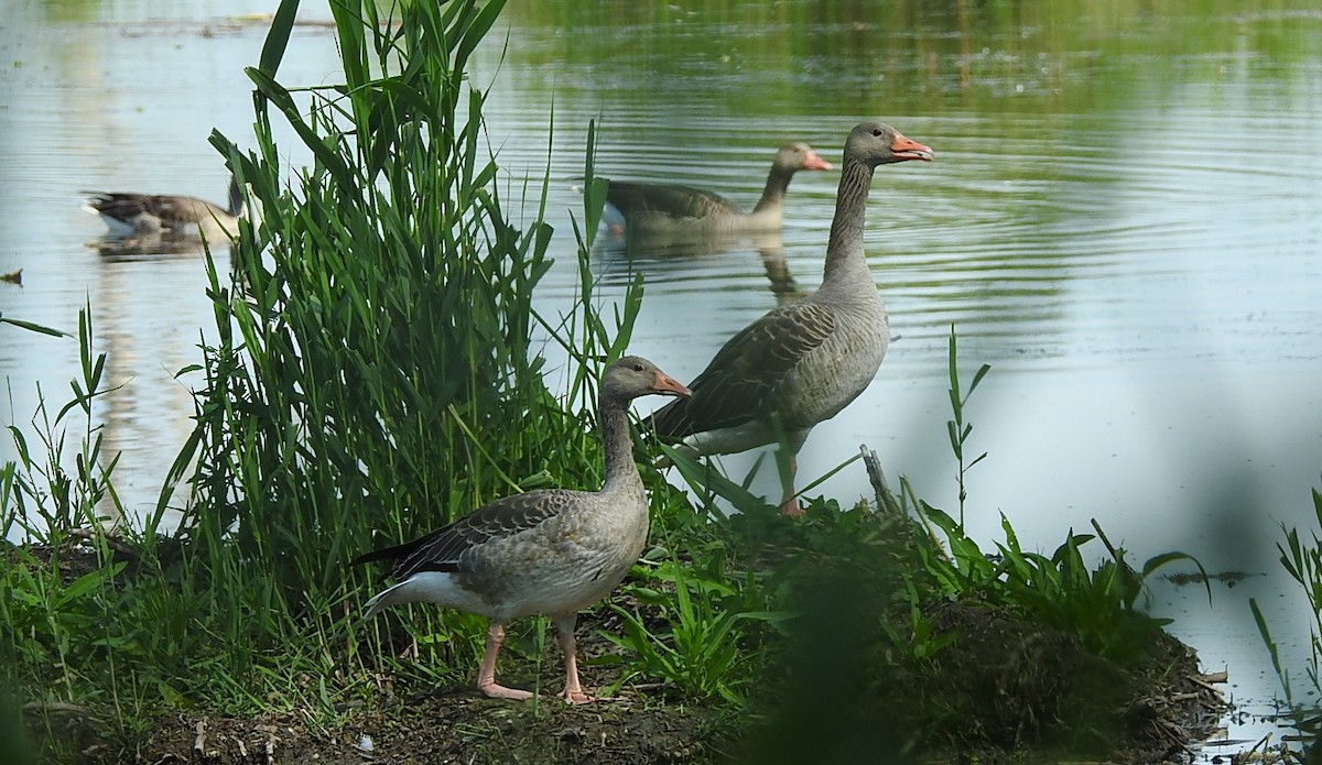 Graylag Goose - ML620745776