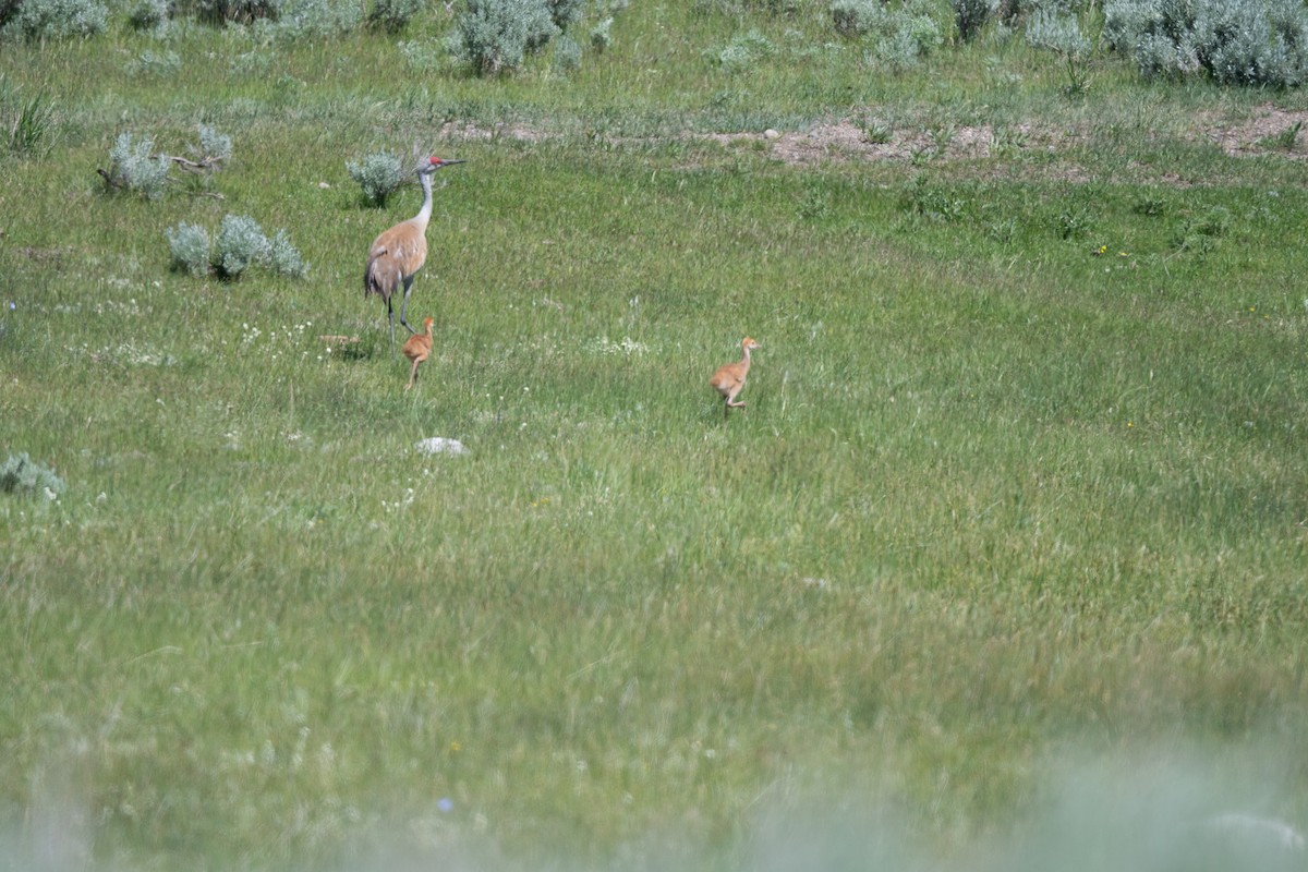 Sandhill Crane - ML620745796