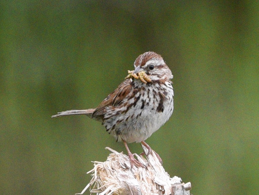 Song Sparrow - ML620745801