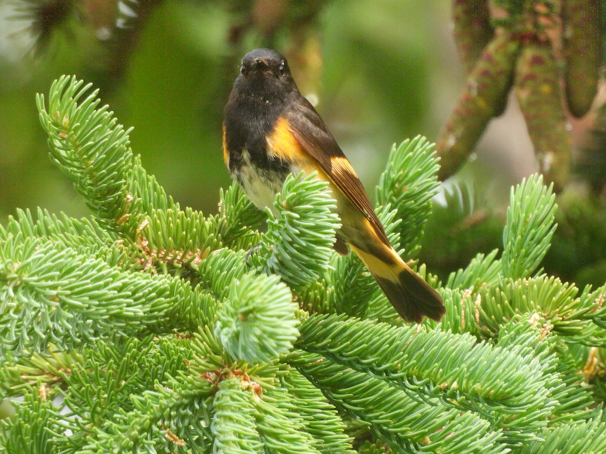 American Redstart - ML620745804