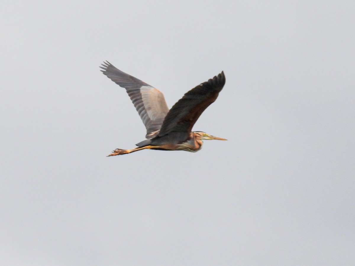 Purple Heron - ML620745805